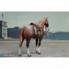 1/6 Brown WWII German War Horse (Standing)