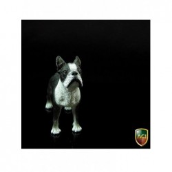 1/6 Dog Boston Terrier