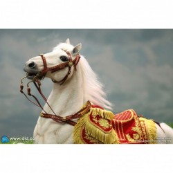 1/6 Napoleon White War Horse (Prancing)